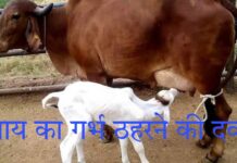 गाय का गर्भ ठहरने की 5 दवा